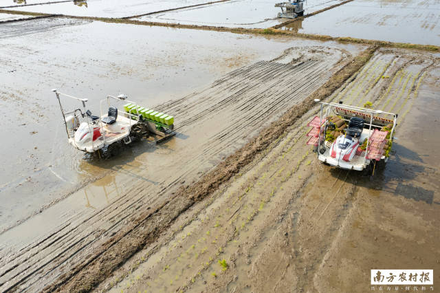 在广东丝苗米跨县集群产业园（汕尾市）内，新型无人驾驶插秧机、直播机正来回穿梭作业，抢抓春耕生产工作。