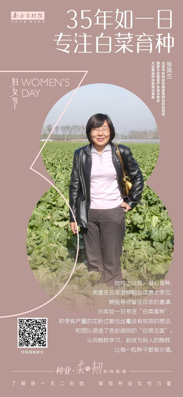 北京市农林科学院蔬菜研究所研究员、国家大宗蔬菜产业技术体系大白菜品种改良岗位专家 张凤兰