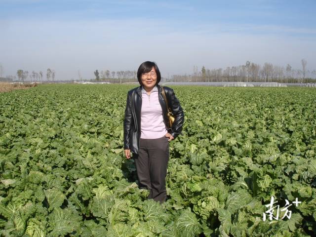 北京新三号在北京顺义大面积种植