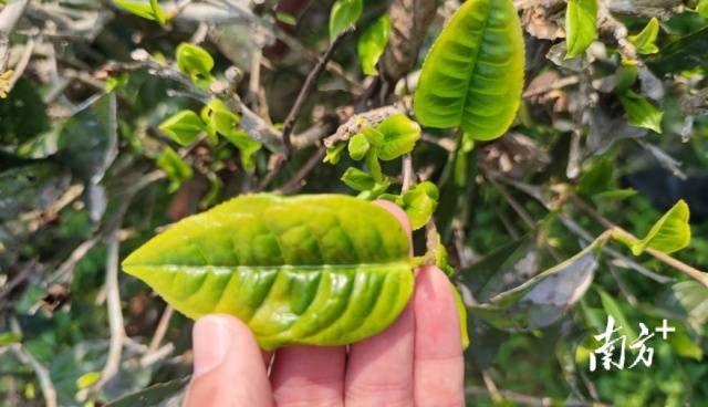  茶树叶片缺水叶缘黄化