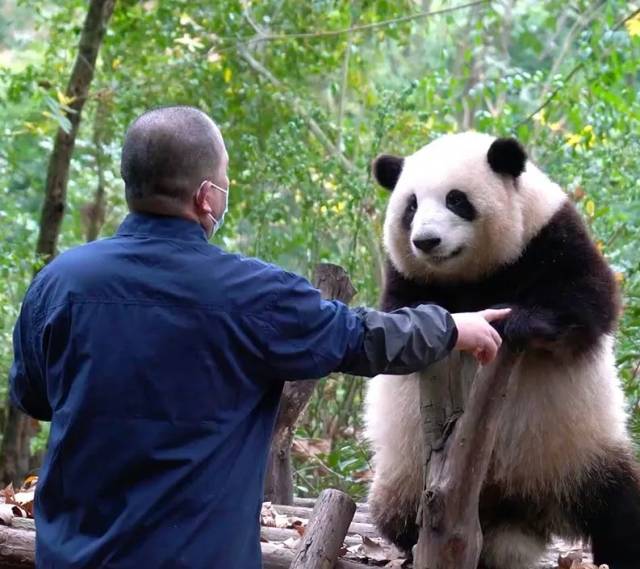 大熊猫频上热搜背后一场多方参与的国宝繁育和保护行动