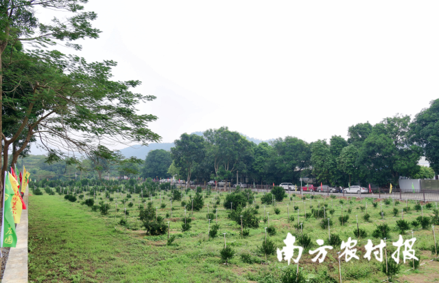 新会陈皮炮制技艺非遗工坊打造新会柑种植基地等内容。