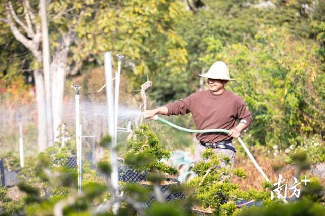 黃楊種植、管護(hù)技術(shù)都非常講究