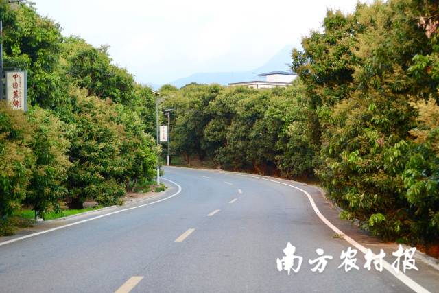 3月好春光，在荔枝花海中徜徉，好不惬意。