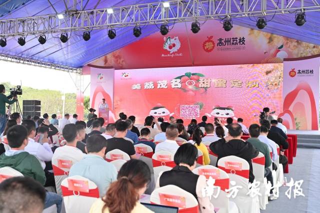 今年，茂名将继续开展荔枝定制行动。