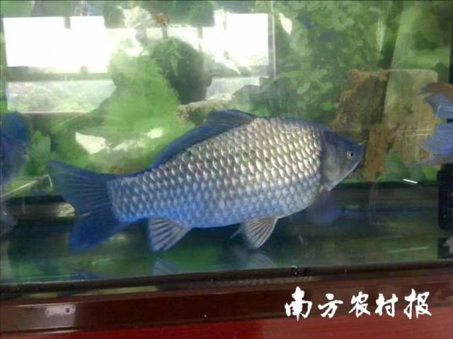 白金鯽