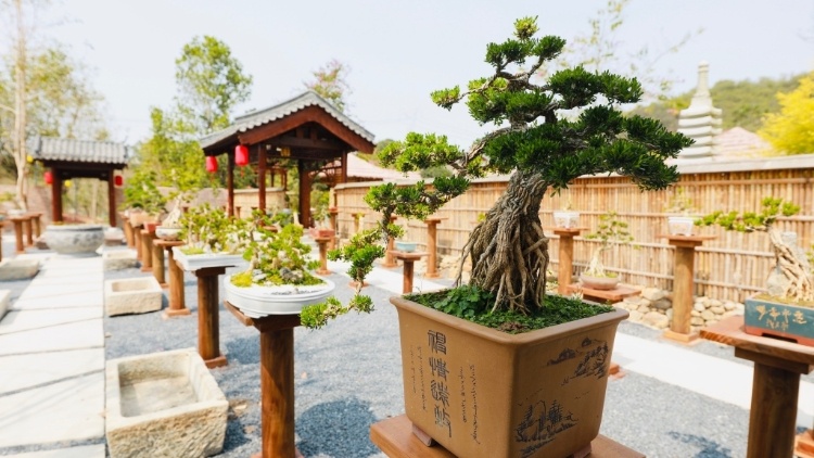 普寧雀舌黃楊雅美如畫,，“活古董”點綠成金富美鄉(xiāng)村｜廣東花卉產(chǎn)業(yè)高質(zhì)量發(fā)展深調(diào)研①