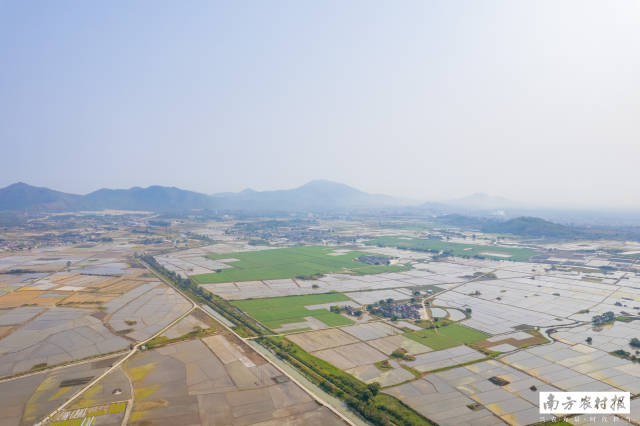 广东丝苗米跨县集群产业园（汕尾市）内连片的高标准农田。