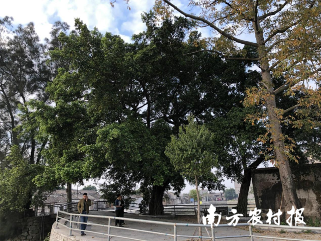 锁住绿美生态！揭阳落地首笔商业性古树群一揽子综合保险