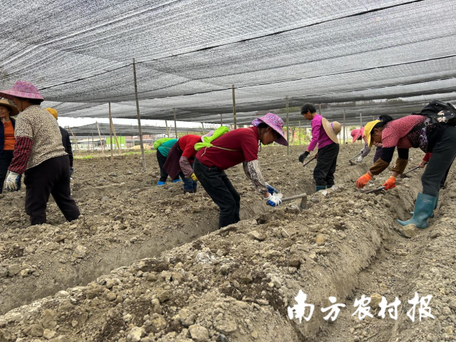 佛冈魔芋拉开了春耕序幕 