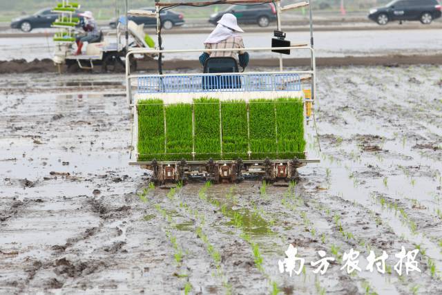 农机下田，热闹春耕。活动现场演示水稻机械化耕整地作业流程。