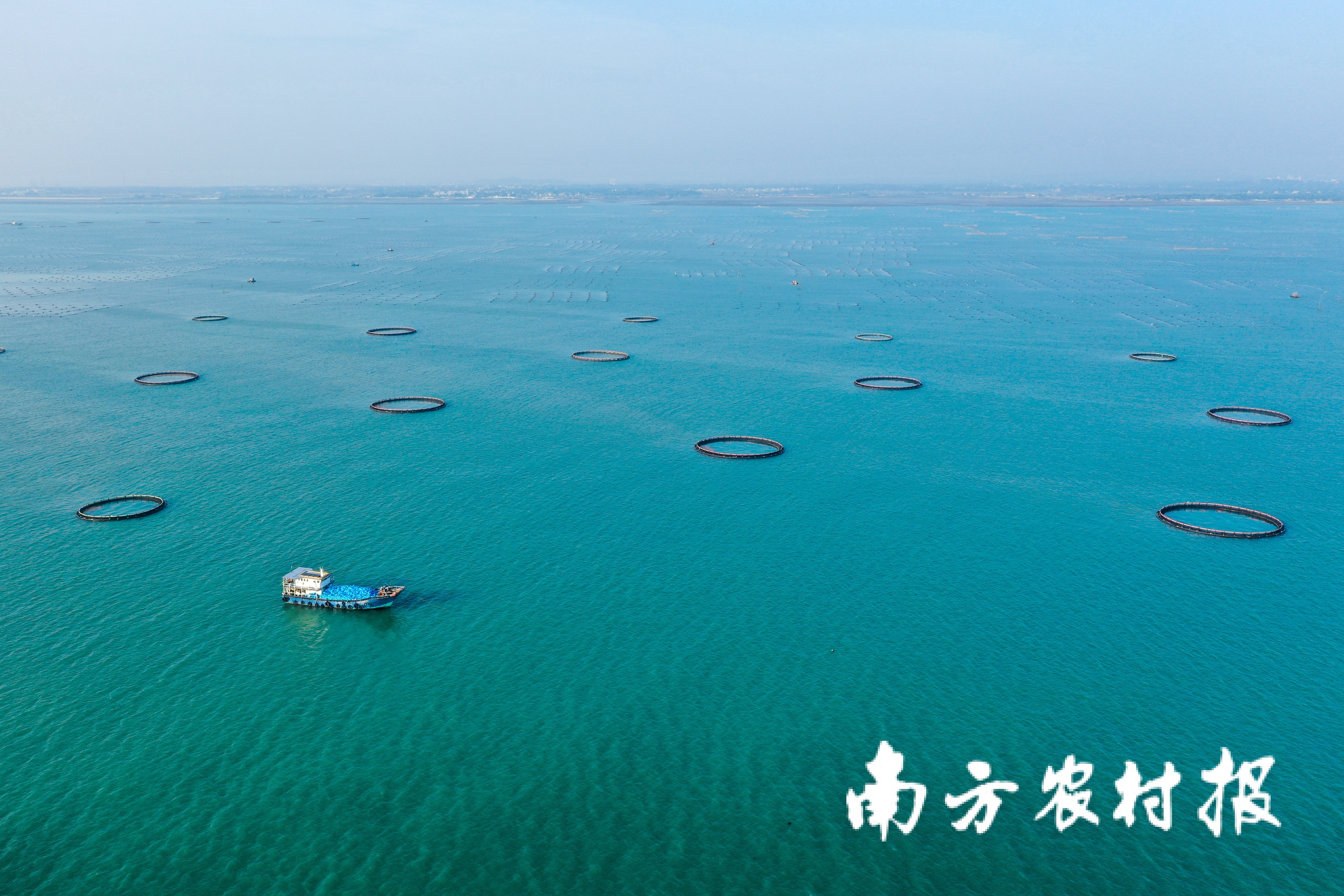 廣東著力培育萬億級現(xiàn)代化海洋牧場產(chǎn)業(yè)集群
