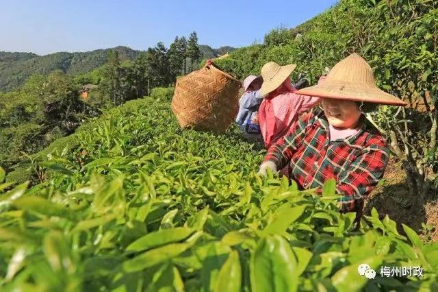 3月中开始至清明前后，梅州茶园将陆续开采春茶。梅州日报 高讯 摄