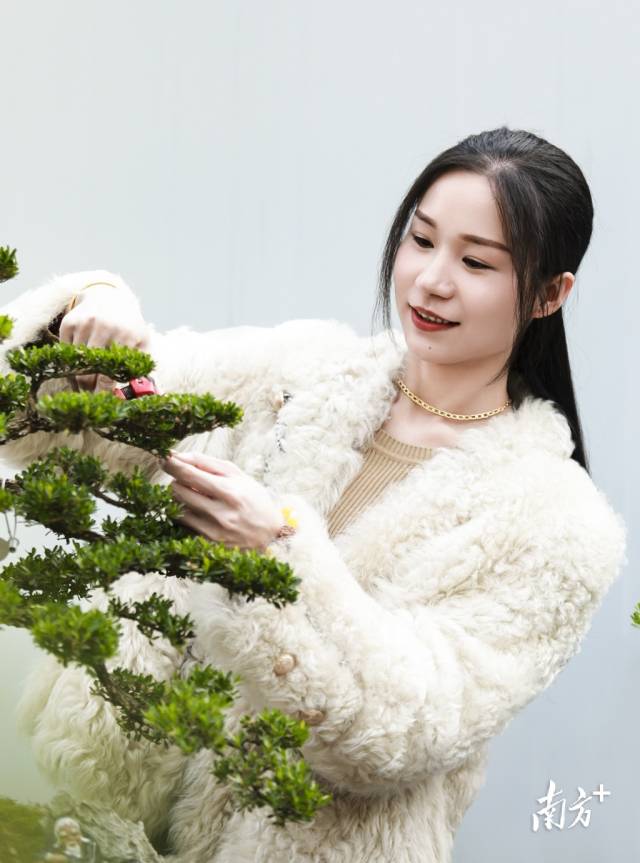 长发亮黄杨盆景园的负责人游小北