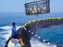 問道現(xiàn)代化海洋牧場②丨向海借力要兼顧生態(tài)效益與經(jīng)濟(jì)效益