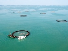 問道現(xiàn)代化海洋牧場①丨深耕碧海建“粵海糧倉”