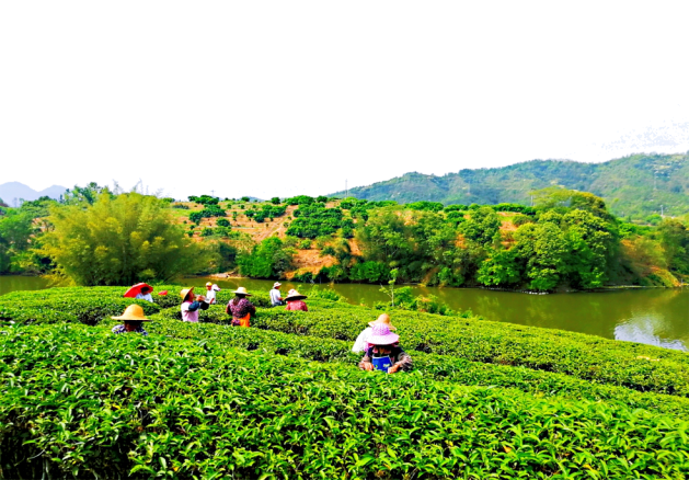 梅县种茶基地