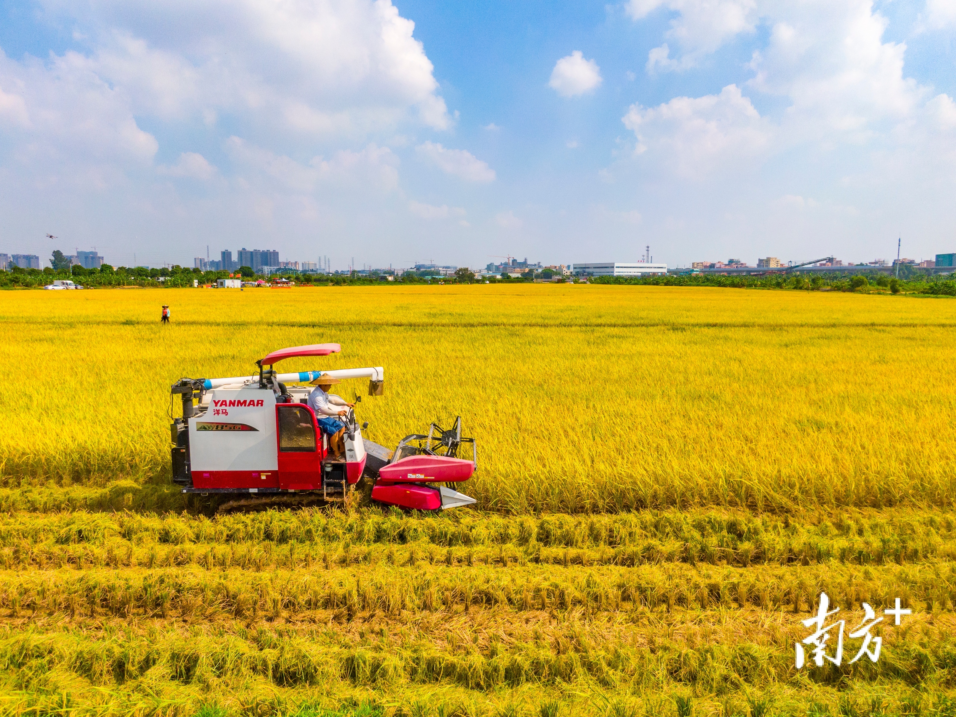 位于洪梅镇的千亩稻田项目成为新晋“网红打卡点”。 