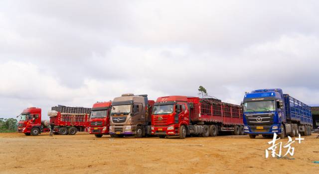 傍晚时分，三河村委后的停车场停满了等待第二天装果发货的挂车。