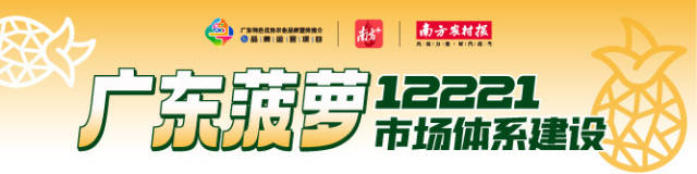 两小时卖出6万斤！俄罗斯采购商带翻译订货！徐闻菠萝风靡河北市场
