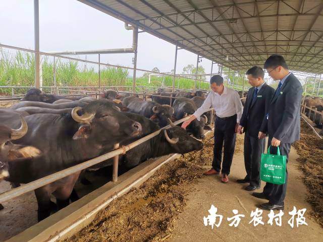 农行广东分行创新推出“智慧畜牧贷”，为养殖户盘活“牛资产”。