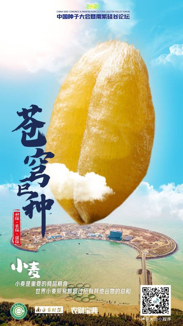 小麦：小麦是重要的商品粮食，世界小麦贸易额超过所有其他谷物的总和。  