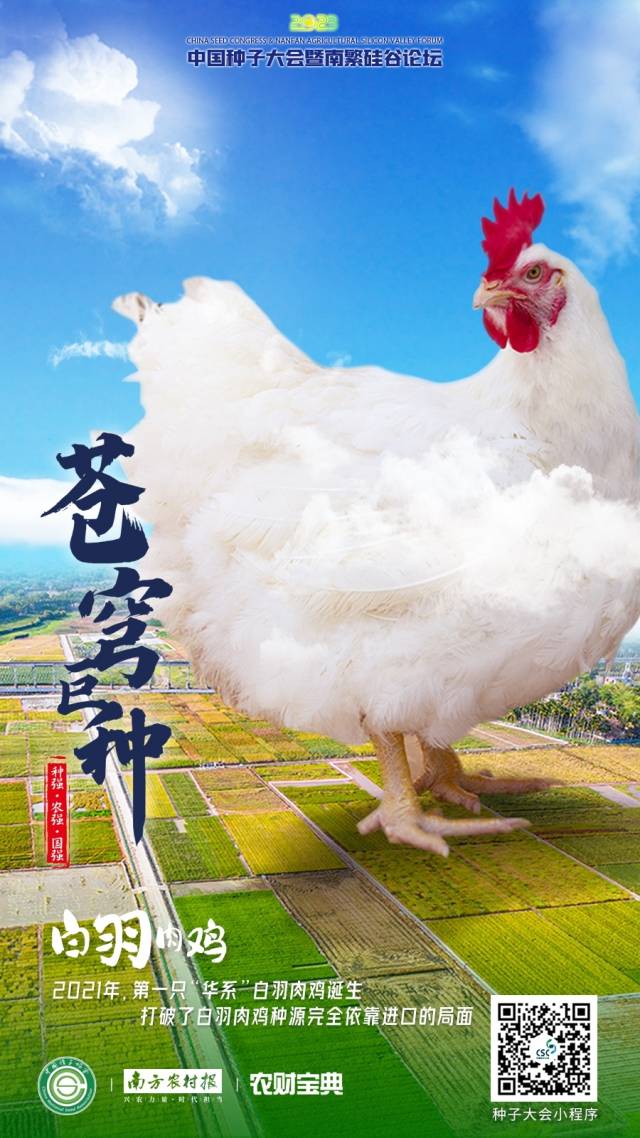 白羽肉鸡：2021年，三个白羽肉鸡品种通过审定，打破了白羽肉鸡种源完全依靠进口的局面。