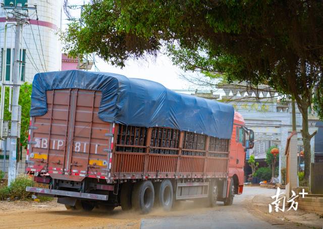 满载菠萝的货车，从徐闻出发销往全国各地。