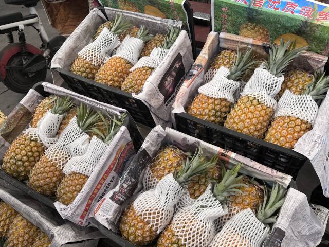 廣東徐聞菠蘿