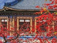 英雄花开英雄城丨杨阿洋快评