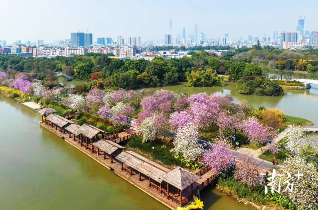 莫負春光抓住賞花季的尾巴廣州這幾個點太好拍了