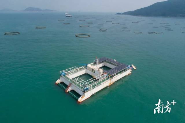  澎湖号和周边养殖网箱