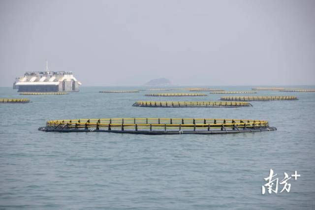  桂山岛的养殖网箱