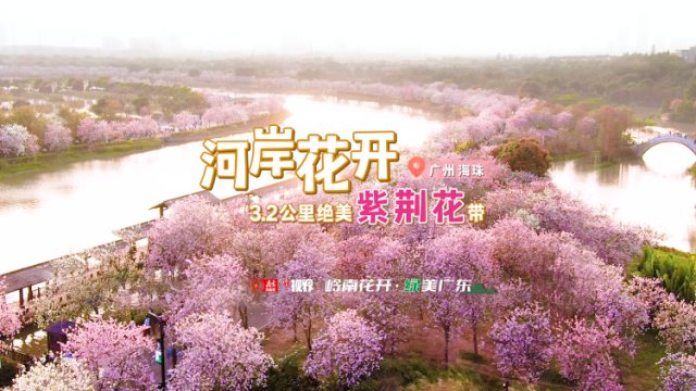 如梦如幻！3.2公里绝美紫荆花带打卡拍照很出片