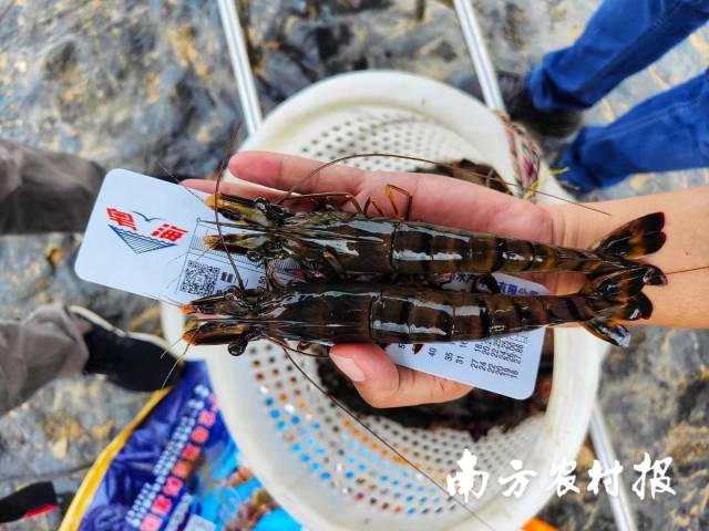 粤海饲料通过高性价比饲料产品，保障养殖效益。