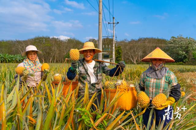 三月，徐聞菠蘿的海迎來(lái)豐收,，果農(nóng)們喜笑顏開(kāi),。