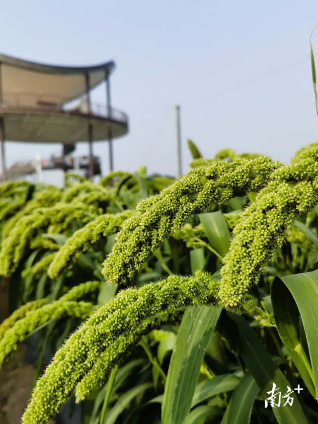 2023中国种子大会暨南繁硅谷论坛地展现场