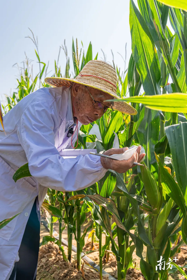 玉米育种家程相文在田间