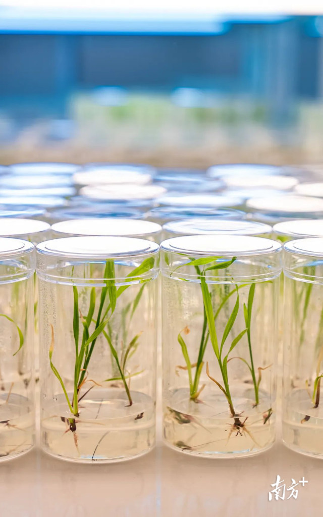 利用生物技术培育的玉米植株