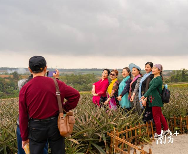 各地的旅游團(tuán),，一波接著一波,，來(lái)到徐聞菠蘿的海打卡留念。