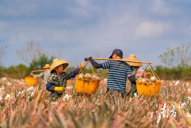 3月17日上午,，徐聞東湖村菠蘿種植基地,，熱火朝天。果農(nóng)們一人挑擔(dān),，兩人同時(shí)摘果裝筐,。