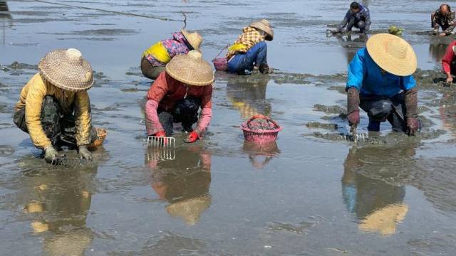潮落之时，滩涂显露，竹下村村民正忙着打捞白螺。何盈 摄