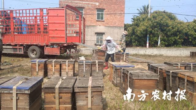 3月16日，从云南来的蜂场抵达高州泗水镇，帮工正在卸车，左右两个箱子加起来重100多斤。 