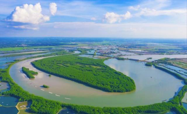 红树林在雷高镇的海岸线上筑起“绿色长城”。何盈 摄