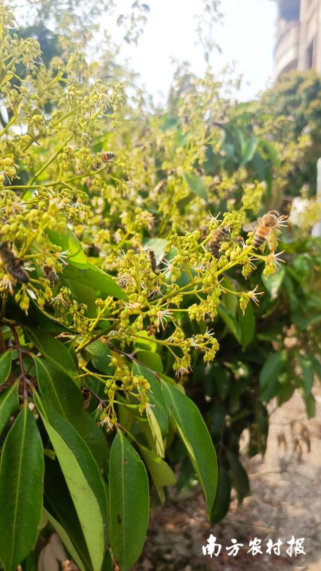 花开正盛，蜜蜂采蜜忙。 