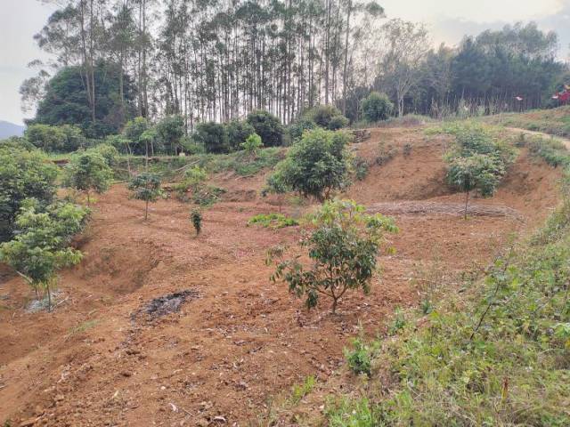 铁场村一处拆旧复垦后的土地