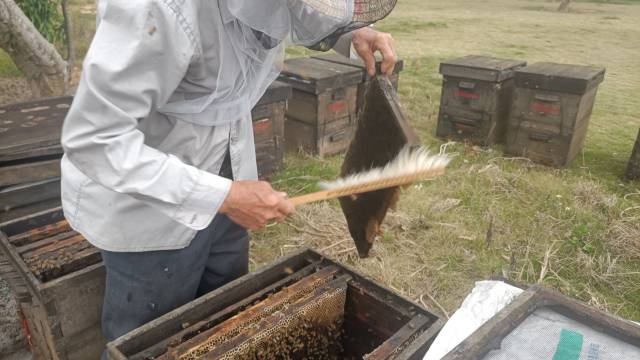 何光其用毛刷刷掉粘附在巢脾上的蜜蜂。