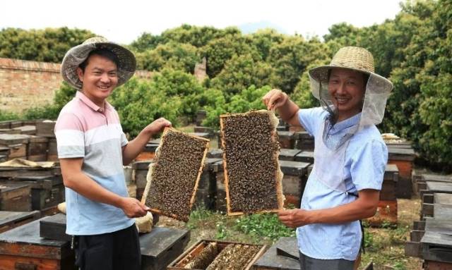 吴星亮（左）和蜂友在蜂场取蜜。（图源：茂名晚报）