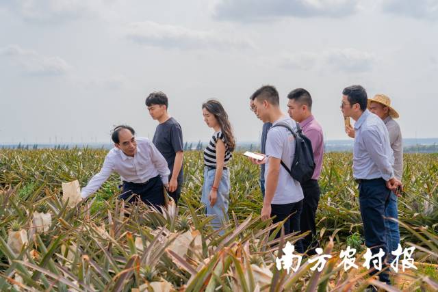 近期正值徐聞菠蘿上市高峰,，大量采購(gòu)商涌入“菠蘿的海” 南方農(nóng)村報(bào) 藍(lán)東旭 拍攝