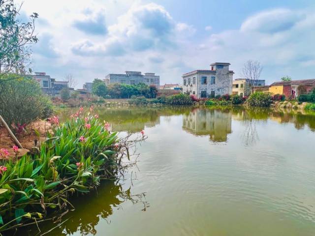 扶柳村池塘两岸种上净化水质的水生植物，为村庄添一笔“春妆”。